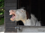 Equestrian_Community
