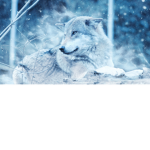 Godly Wolf Pack