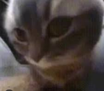 Cute cat 그룹