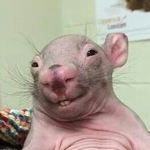 RataTopos con estilo