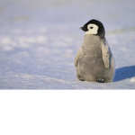 Who love's baby penguin?