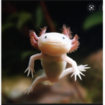 The axolotl colony