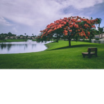 The cool park