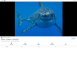 ULTIMATE sharks!