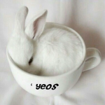 ‘ yeos