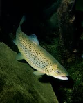 Treacherous Trout Creations