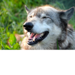 team wolf donation group