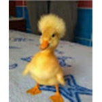 ducky rebellion