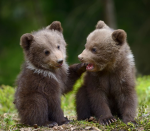 Any bear