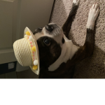BOSTON TERRIER GROUP