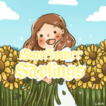 Sunflower saplings