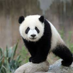 Vive Les Pandas :D !