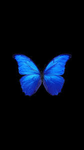 THE SLIVER BUTTERFLY DANCE COMPANY(OFFICIAL)