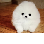 Puppy Dog Fans!