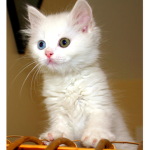 cat for friends loll gamer