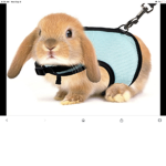 Golden bunny’s