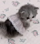 ۶ৎ Polite Coquette ୨ৎ
