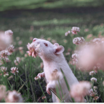 The Rat House