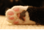Cat Gaming