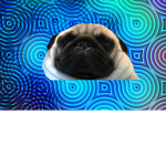 Mighty Pug's Official Group
