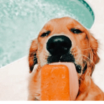 SunsetSheepOfficial