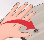 The Fly Fanclub