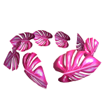 Monstera Crown of Fuschia Gardens