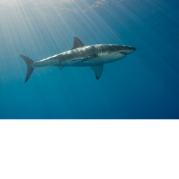Shark army village