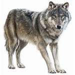 the wolves reality