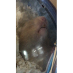 HamsterSquad!