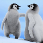 Penguin fury 🐧