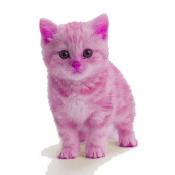 Legandary pink cats squad's GAME