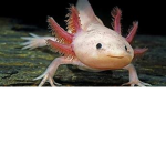 axolotl's are cute!