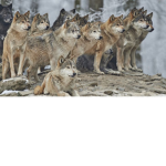 Wolfie Gang!!