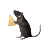 RAT AND CHEESE CLUB