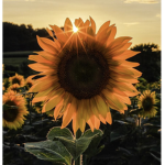 The Sunflower Society