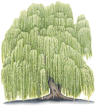 Tribe of Weeping Willows