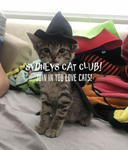 SYDNEYS CAT CLUB!