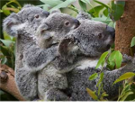 koala group!!!!!!!!