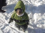 monkeys in jumpsuits