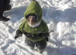 monkeys in jumpsuits Group Thumbnail