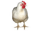 GOI
