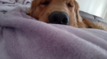 I cani ###