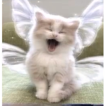 amiswaggyy