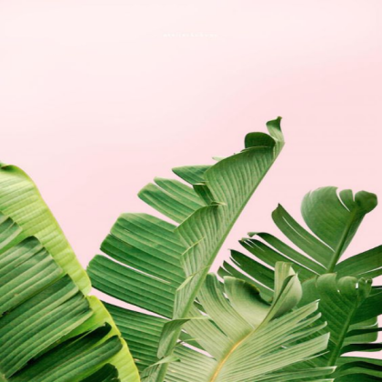 pink palm leaves Roblox decal