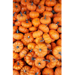 Mini Pumpkin