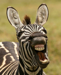 Zaza ZEBRA'S