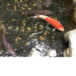 Lucamej333’s group