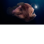 The Angler Tribe