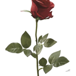 Rose/plant fan group